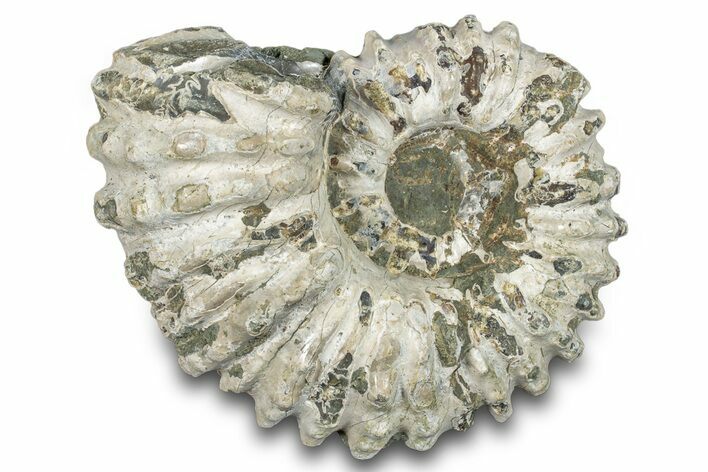 Bumpy Ammonite (Douvilleiceras) Fossil - Madagascar #277179